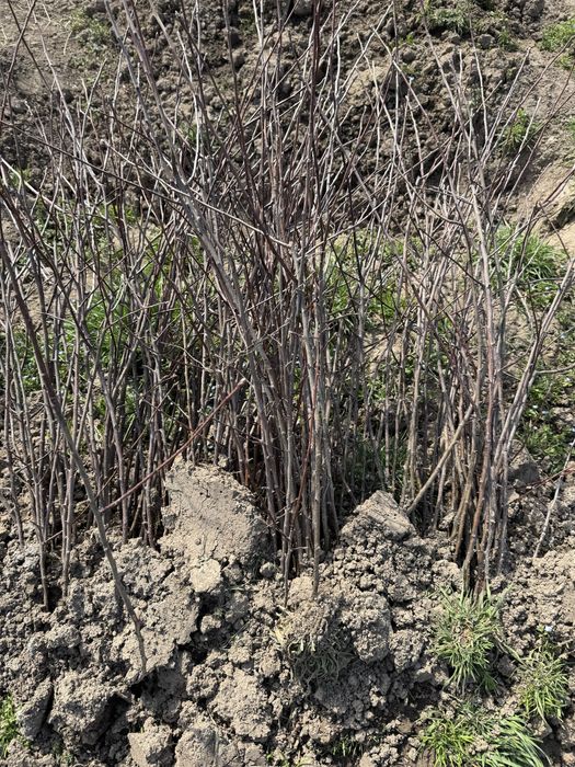 Продам саженцы не догоны