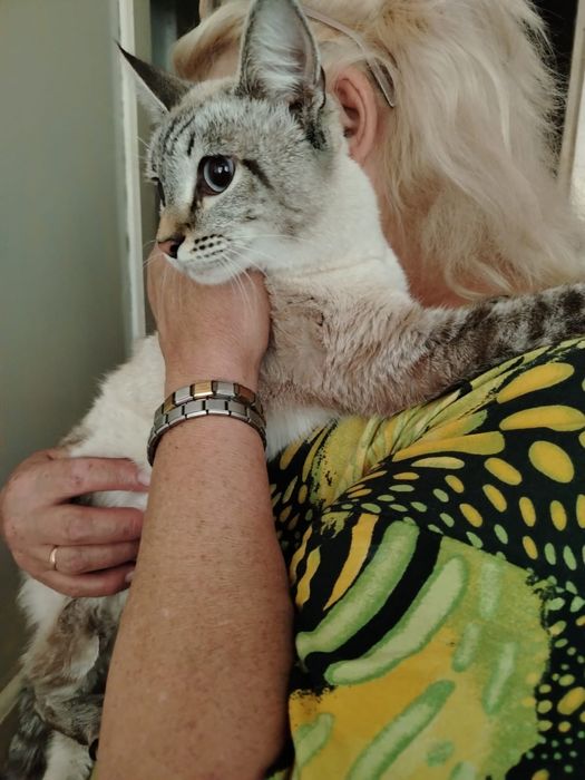 Отдам котёнка бесплатно