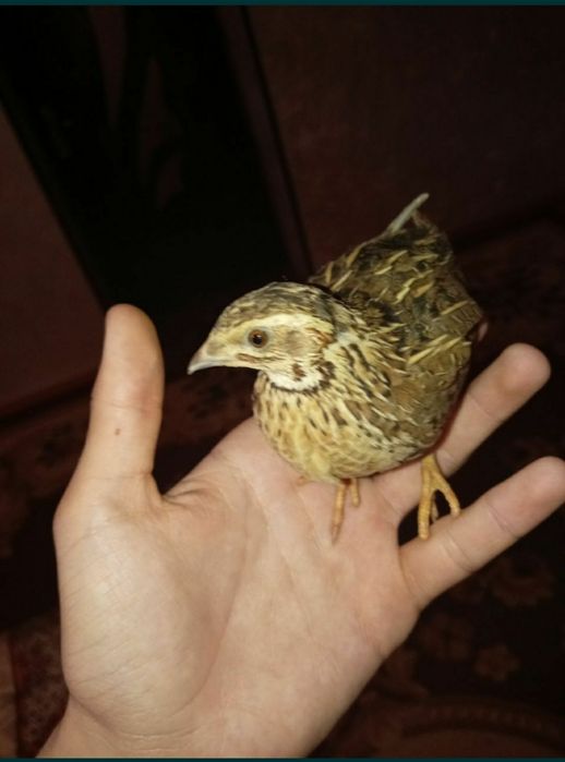Bedana Sotiladi sayroqi 50-60 ta bor