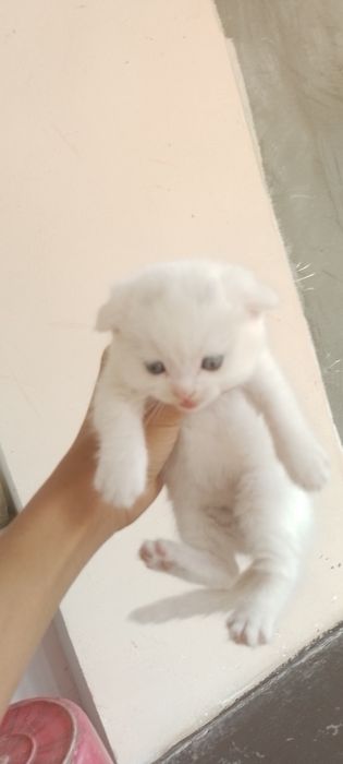 Ayollarning oyoq barmoqlari va mushuklari fotosuratlari