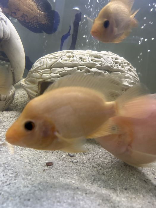 Аквариумные рыбки.  Цитрон, лимонная цихлазома.