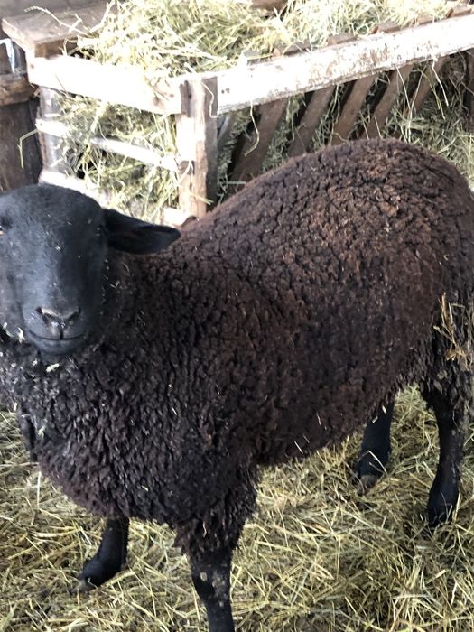 Berbec tinar rasa jura de carne