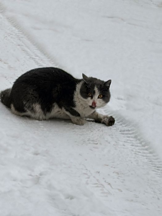 Ласковый Домашний котик