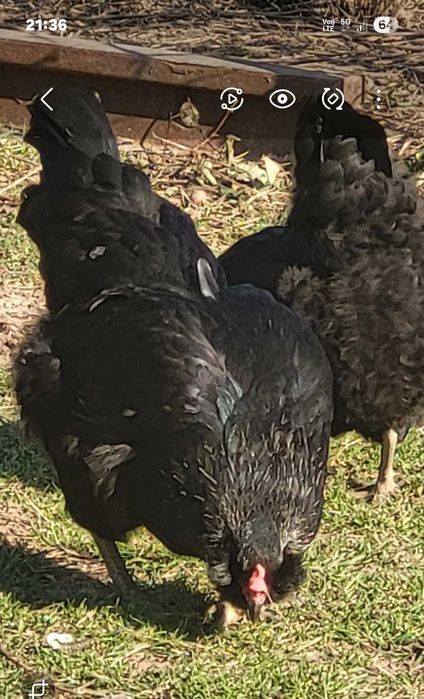 Vand oua gaini Ameraucana