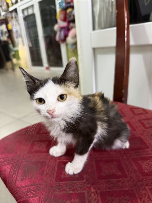 Отдам котёнка в добрые руки