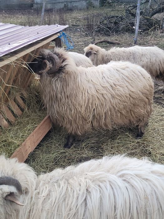 Vând berbec bucălău