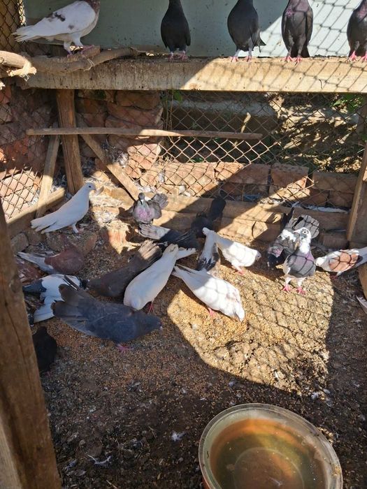 Продавам гълъби преметачи