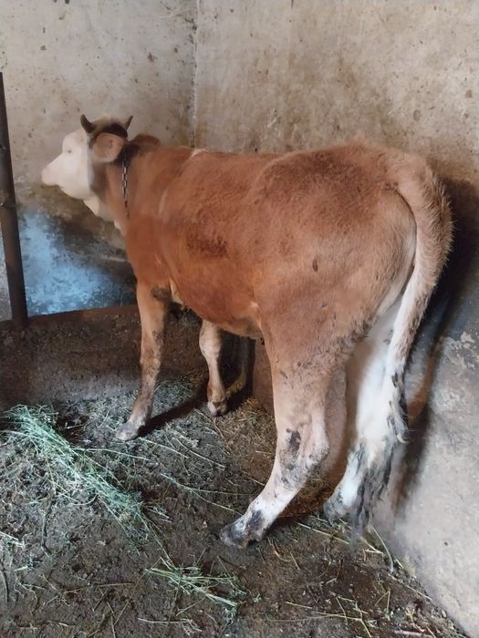 Vițică de vânzare