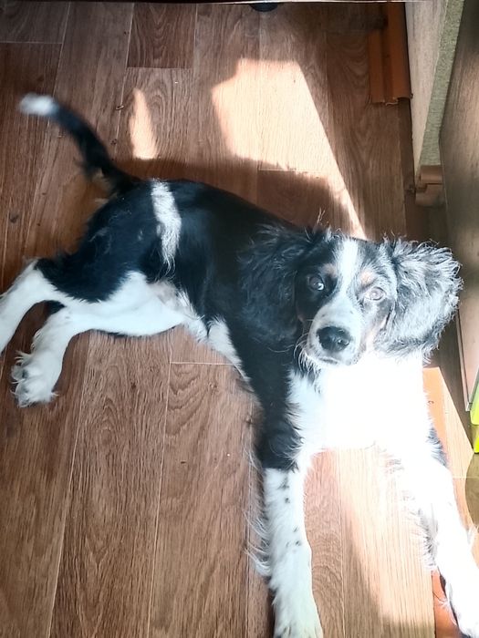 Отдам щенка в добрые руки