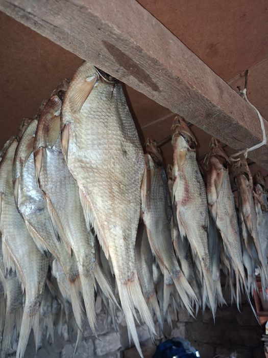Продам Копчёные,сущоный Рыба Леш (Табан балығыбап)