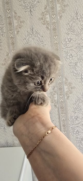 Продам котят шотландский веслоухих