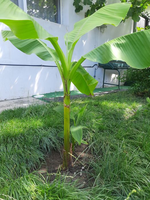 Bananier Musa Basjoo, smochin, ficus,  arbore de jad