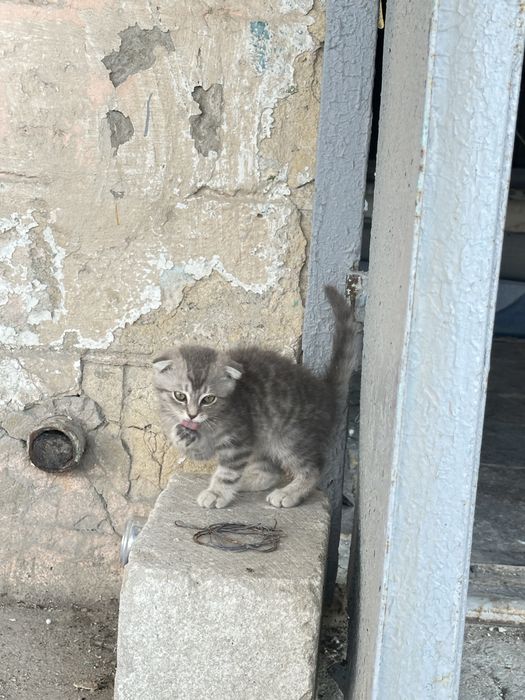 Шотлански кошкаа