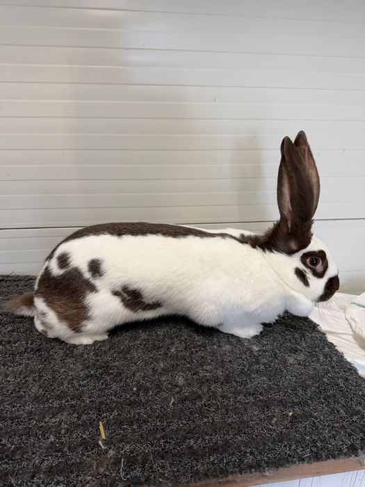 Urias pestrit german * fluture german havana