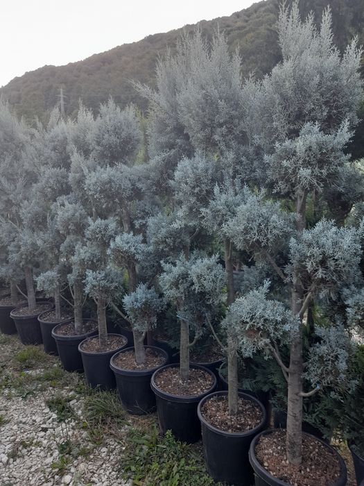 Tuia,mesteacăn,tei,arțar,