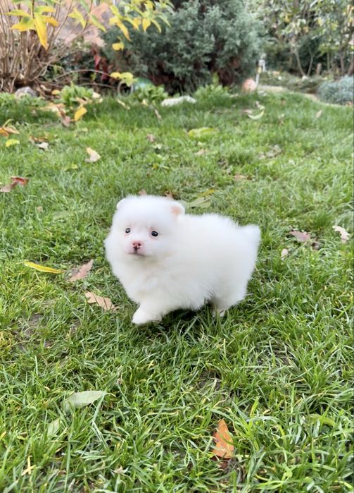 Померан мини момче. Померанче