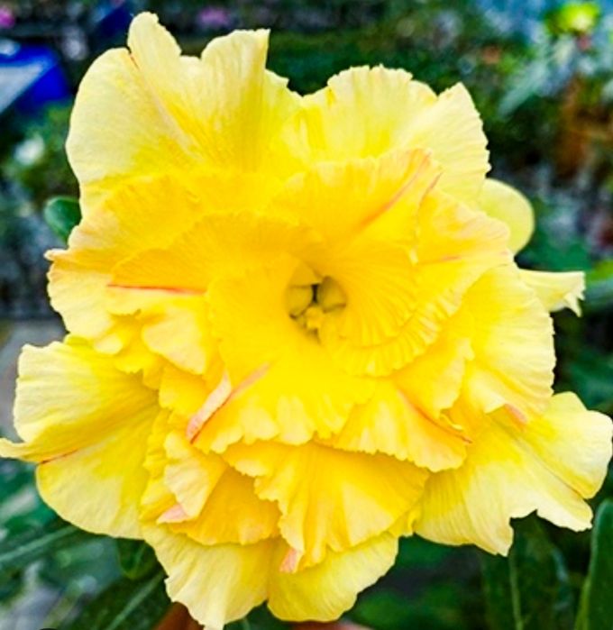 Махровые Адениумы разных сортов