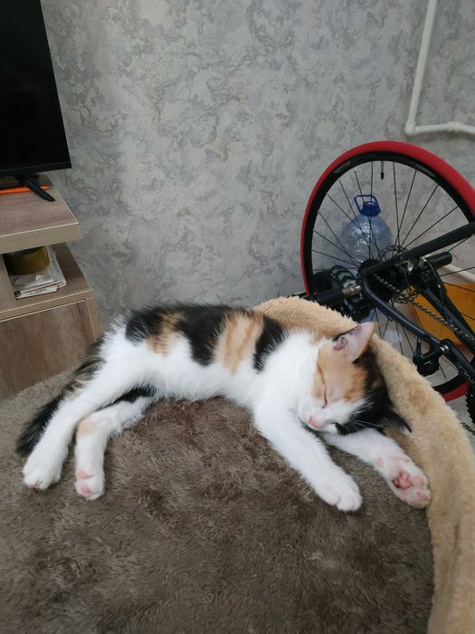 отдам котёнка в любящие руки
