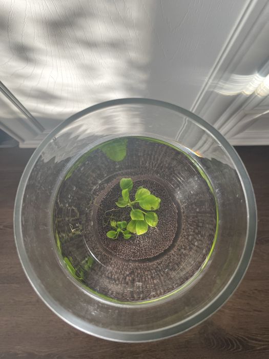 Бакал - фужер.