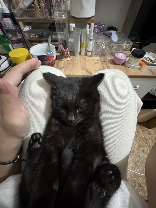 Кот черно-коричневый .