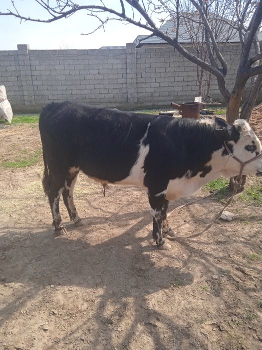 Бұқа сатылады срошна