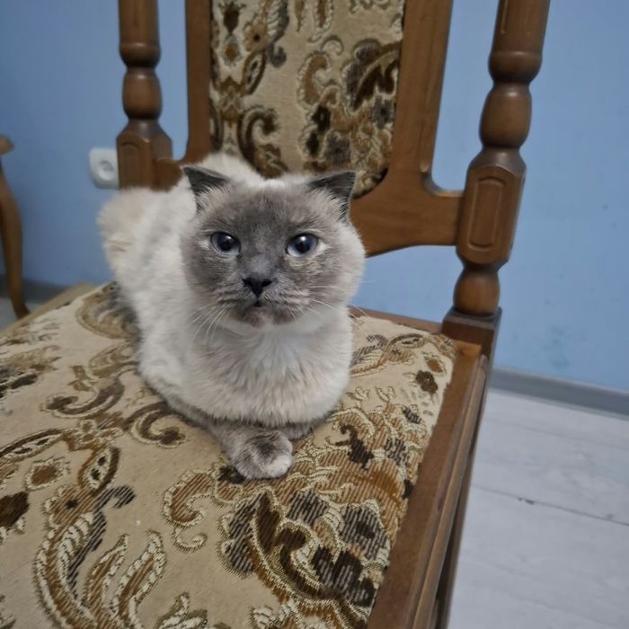 Отдаётся кошка стерелизована