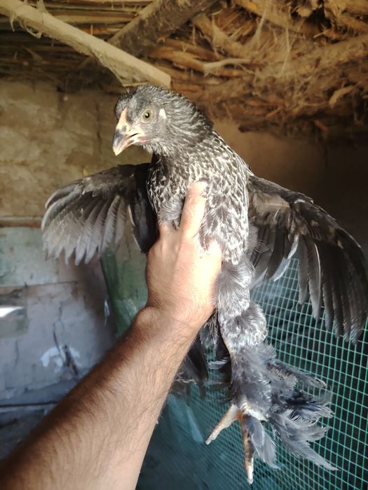 Oyinchoq bilan orgazm bolgan ayol pornosi