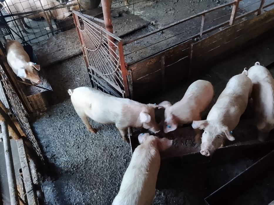 Продам поросят 3.5 месяца