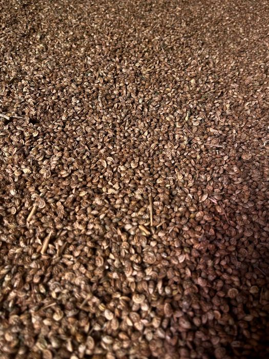 Семена эспарцет высокого сорта