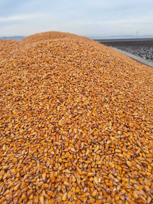 Vand porumb productie 2025