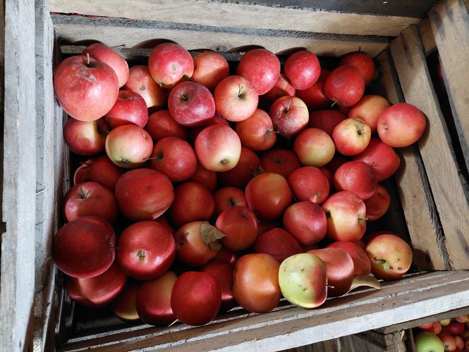 Продам яблоки город Талгар