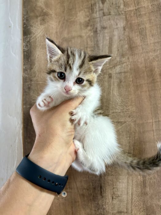 Отдам игривых котят