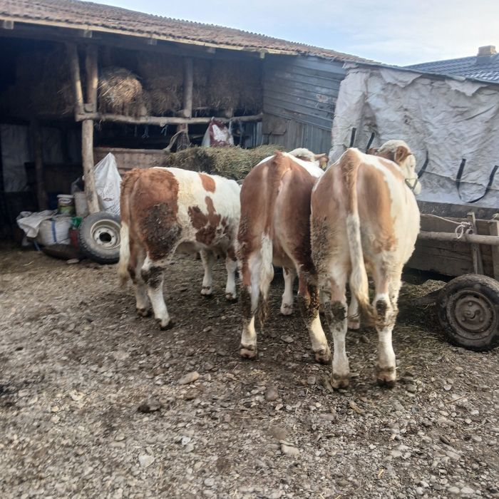 Vand 3 vitele  baltata romaneasca