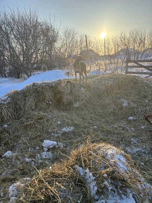 Тазы сатылады тазы