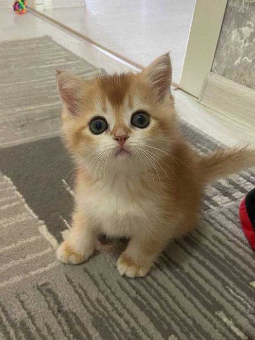 продаются котята британские