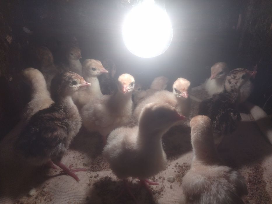 Индюшата индюшата