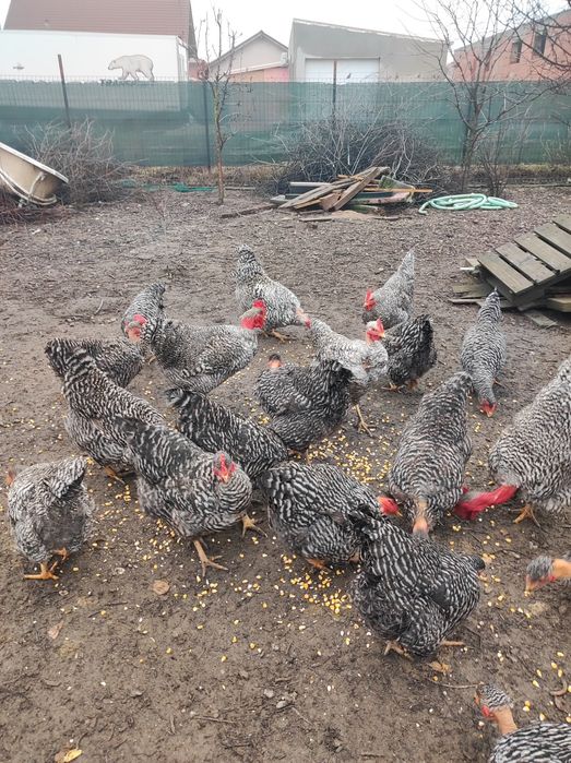 Vând puicuțe gât golaș