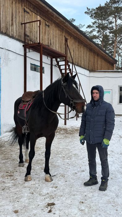 Продам жеребца 7 лет