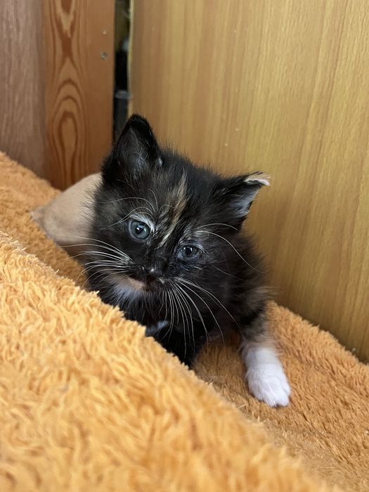Отдам котенка в добрые руки