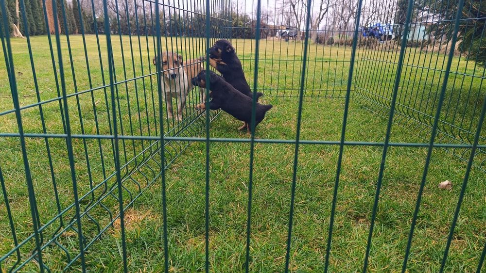 Джак Ръсел териер