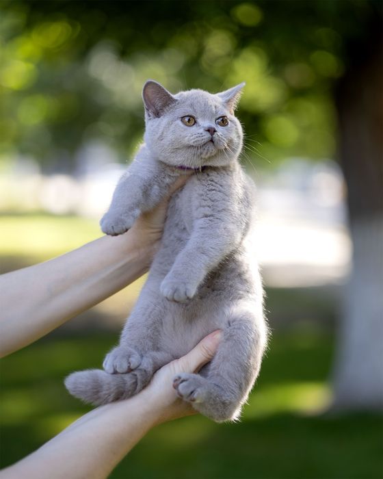 Продаются чистокровные Британцы.