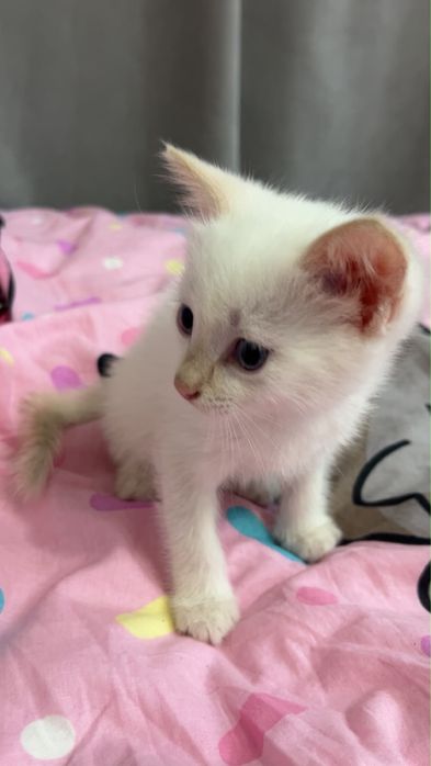 Котята в добрые руки и любящие сердца