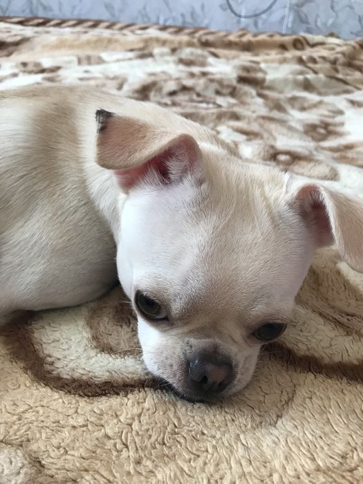 Молодой чихуахуа [Вязка]