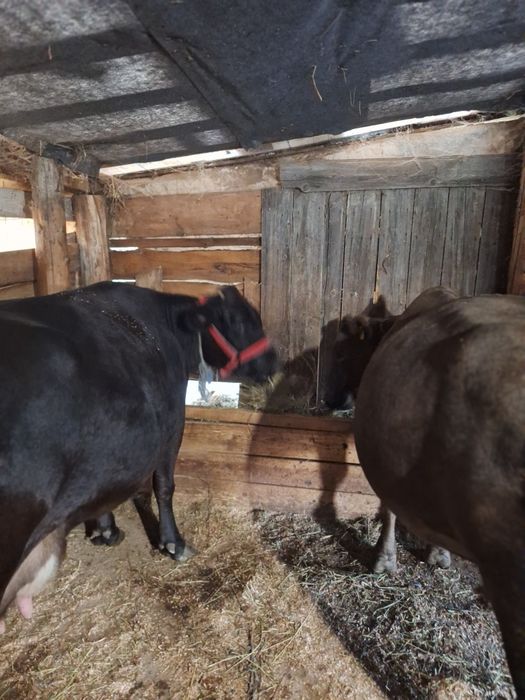 Vând două vaci de lapte tinere,sunt gestante și sunt bune de lapte