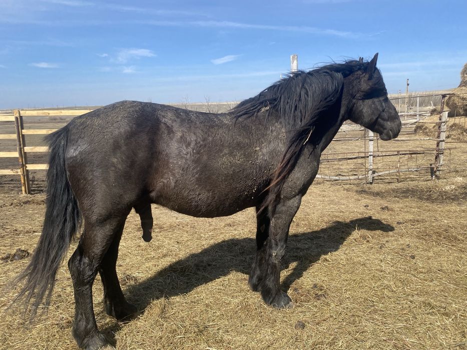 айгыр сатылады 2019