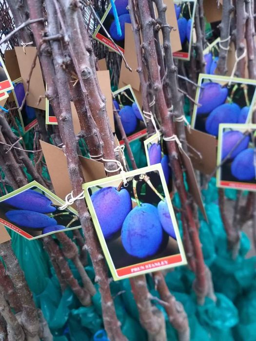 Vand pomi fructiferi