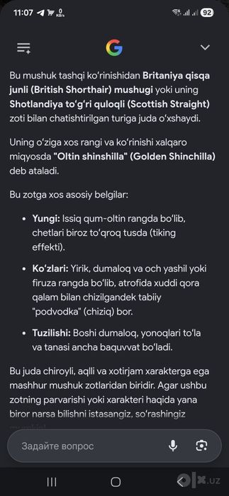Zolotaya shinshila