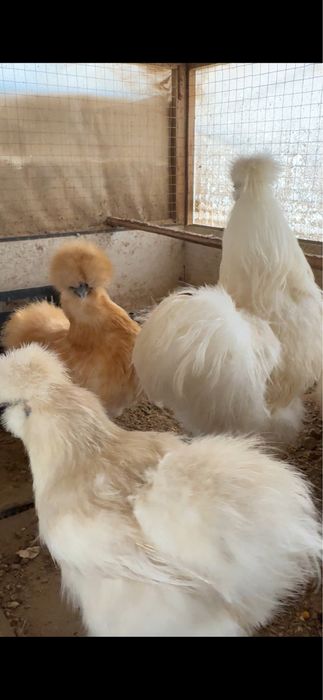 Sholk-quyon pat sotiladi 3 ta oila