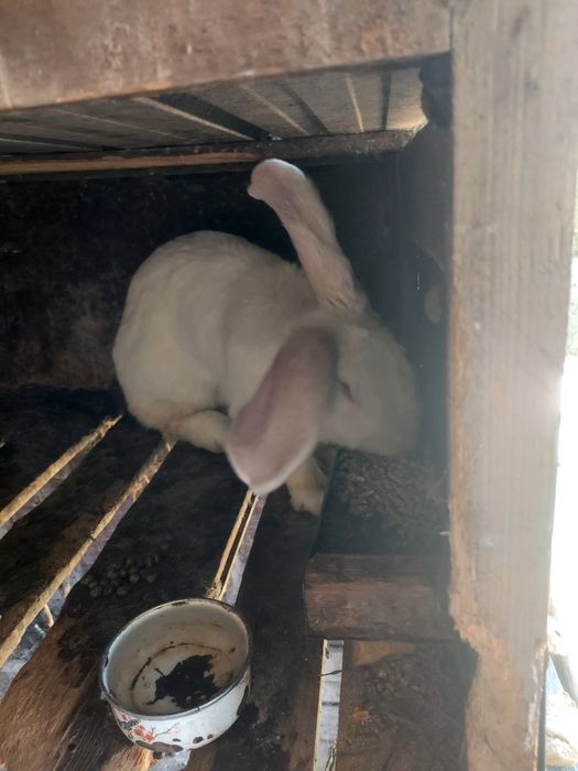 Срочна продам крупную самку фландэр