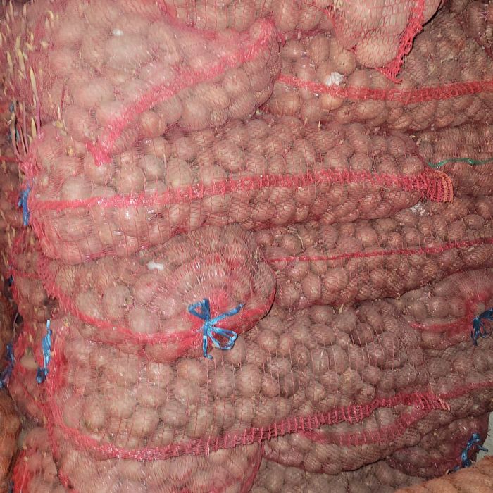 Cartofi de sămânță și consum